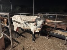 Strait CDC