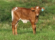 Bull Calf 2023 Just Sugar x BM