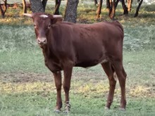 OHL HATTIE X BR JUNGLE JIM - JANE