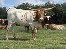 G1F ONE TUFF GINGER X BR JUNGLE JIM - TAG D619