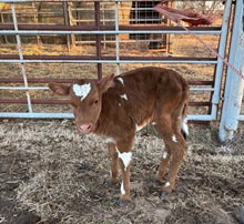 #2505 ROYAL MELODY X REBEL HR (H)