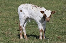 KUTE KIMBER X WT KID ROCK 2024 STEER