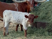2JB COCAINE LADY X BR JUNLE JIM (B) 4/24/25