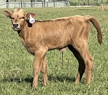 Midas Touch x 50 50 Bomb Heifer Calf