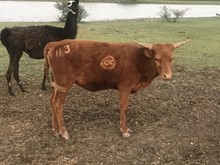 Big Red X CDC Tempting Rio Heifer