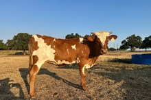 HR ROSETTE X BR JUNGLE JIM (ET) HFR