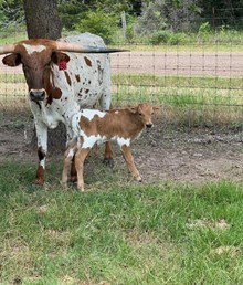 RJF REBA X PCC MIDAS TOUCH (B) TAG 519
