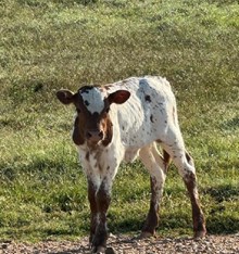 RJF RURAL ROMANCE 206 x WT KID ROCK TAG 523