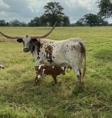 RJF FRONTIER WOMAN 208 X WT KID ROCK (H) TAG 530