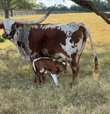 RJF BLING CHA-CHING 136 X WT KID ROCK (B) TAG 533