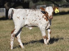 RJF HEAVENLY GLORY 218 X WT KID ROCK TAG 536