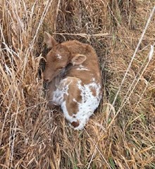 HR AWESOME REB X BR JUNGLE JIM (ET H) Tag 536