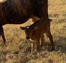 HR NUTELLA X BR JUNGLE JIM TAG 537