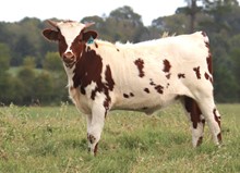 heifer calf 2023 All In x ECRSpecialT