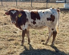 DIVA MAGNOLIA 🇺🇸