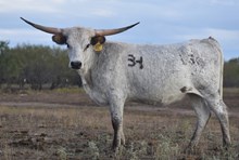 Cantera OK2BA Rebel
