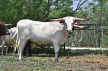 TEXAS BLOSSOM CDC