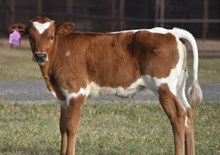 PACIFIC COWBOY 40 X RJF MARACHINO CHERRY TAG 435