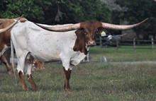 RJF Dreamin' of Texas - Tag 030