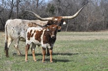 #2459 RJF Cowboy's Starlet x Rebel HR (b)