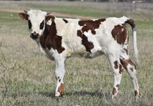#2458 Rebel HR x DH Tari Chex