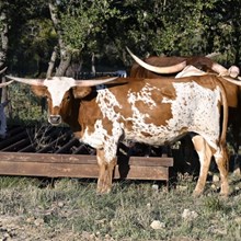 WL ZOE'S JUNGLE JUBILEE