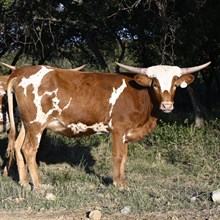 MN REBEL ZOEY X BR JUNGLE JIM  - TAG 2138