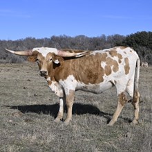 HELM TC LAURAS MERCY X WT KID ROCK - TAG 834