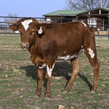 HR REBEL BANG X BR JUNGLE JIM TAG 2054