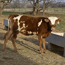 MN REBEL ZOEY X BR JUNGLE JIM  - TAG 2138