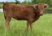 Refuge 24 Heifer