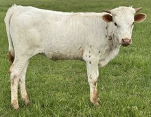American 24 Heifer