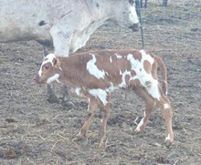 HR MOONBEAM X PCC MIDAS TOUCH TAG 601