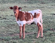 Kid Rock x Cinnamon Mist Heifer Calf