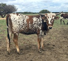 1 BUX 31 #2157 JJ X BEAUTIFUL HEART