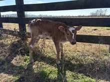 BC Heifer - RTTS 5