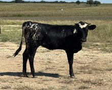 #662 REBEL X BARN DANCER