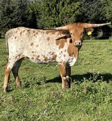 RC Juliet Rose