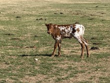 Pipelayer x Coco Wrapper Heifer Calf