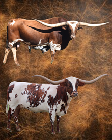 EMBRYO HEIFER SEXED (1)