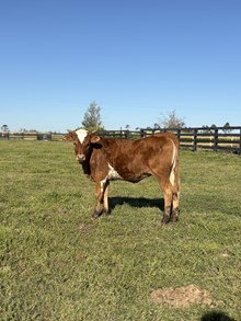 BC Heifer - Pearl 