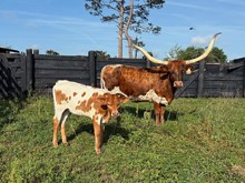 BC Heifer - Mahala
