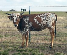 1 BUX 31 #2157 JJ X BEAUTIFUL HEART