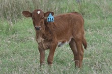RJF Illini X Lock & Load - tag 118