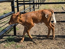 J7 SALT CARAMEL 🇺🇸