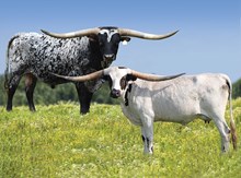 Embryo Lot 2 - Ft Worth Sale 2025