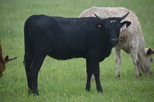 #2134 - HR Arabian Star x Pacific Cowboy 40