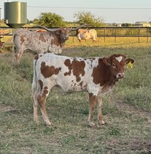 DIVA MAGNOLIA 🇺🇸