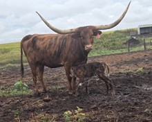RJF SHOWOFF GAL 125 X WT KID ROCK (B)