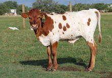 RJF Rowdy's Fancy Girl X Platinum Chex - Tag 008